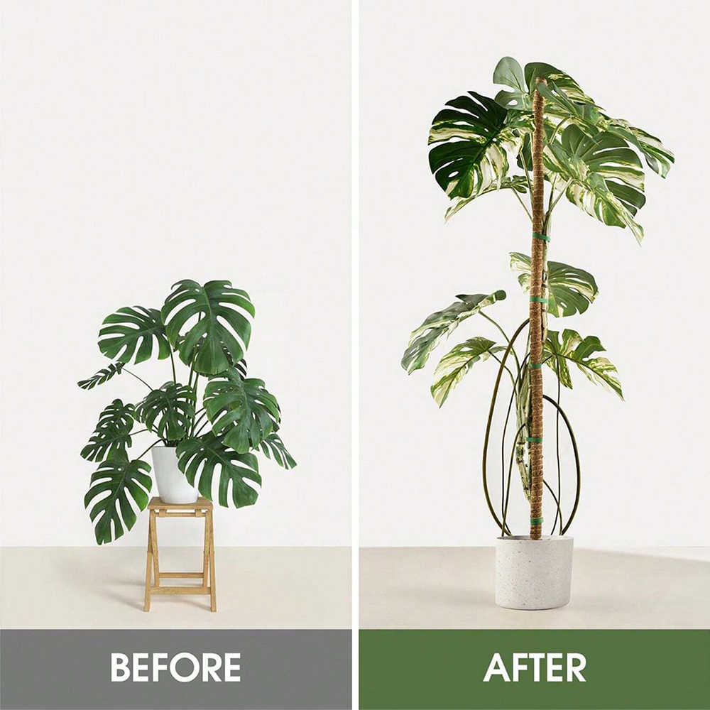 Mosstok voor planten Monstera  - Gardening Tools Kids recensie en prijs
